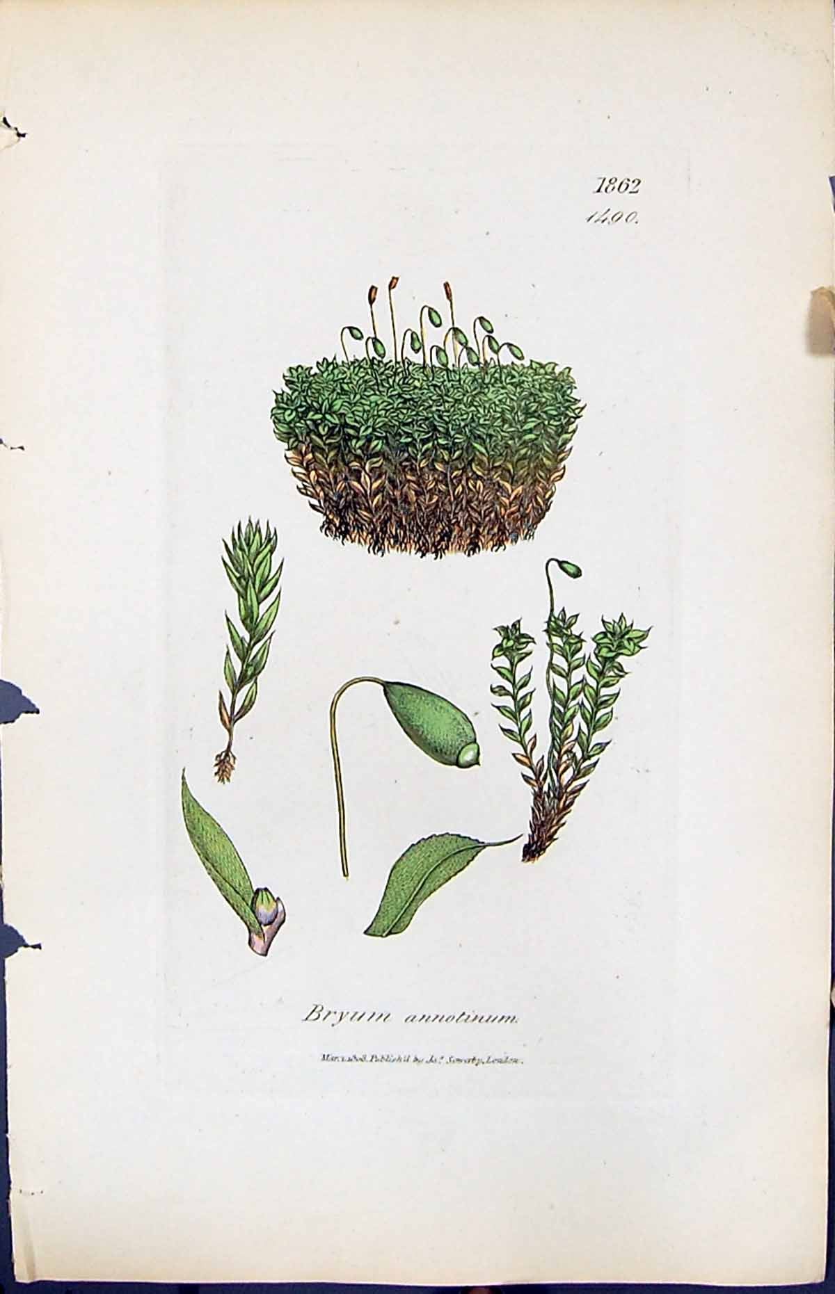 Antique Old Print Bryum Annotinum British Plants Botany 1847 Sowerby Smith 19th