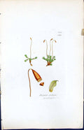 Old Print Bryum Stellare British Plants Botany 1847 Sowerby Smith Colour 19th