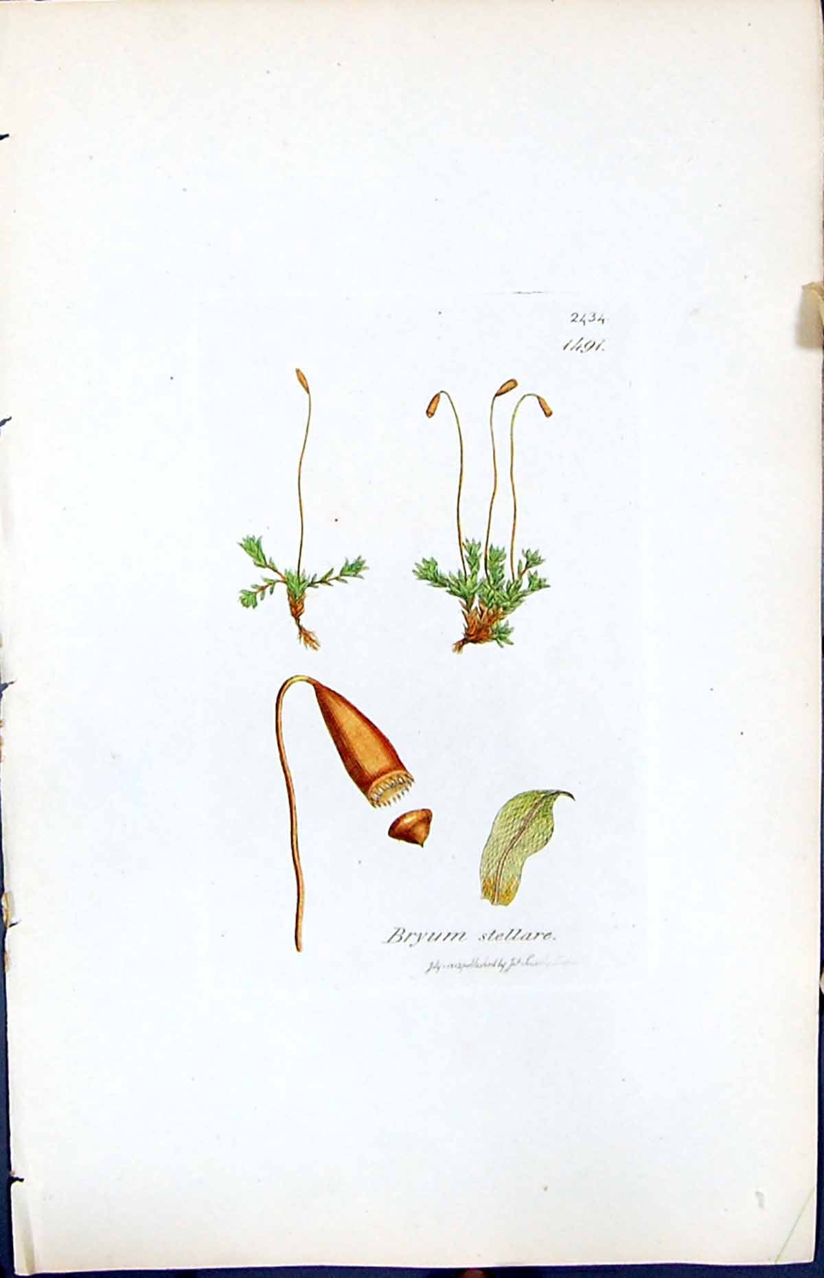 Old Print Bryum Stellare British Plants Botany 1847 Sowerby Smith Colour 19th