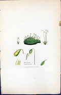 Antique Old Print Bryum Caespititium British Plants Botany 1847 Sowerby Smith