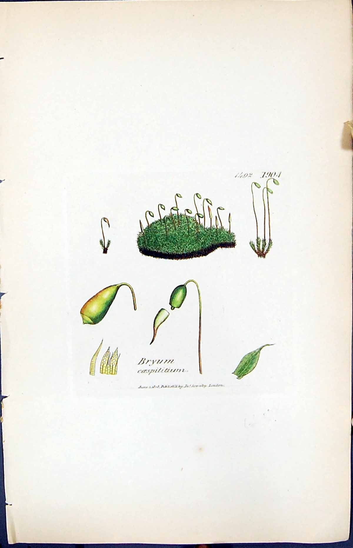 Antique Old Print Bryum Caespititium British Plants Botany 1847 Sowerby Smith