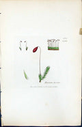 Antique Print Bryum Bicolor British Plants Botany 1847 Sowerby Smith Colour
