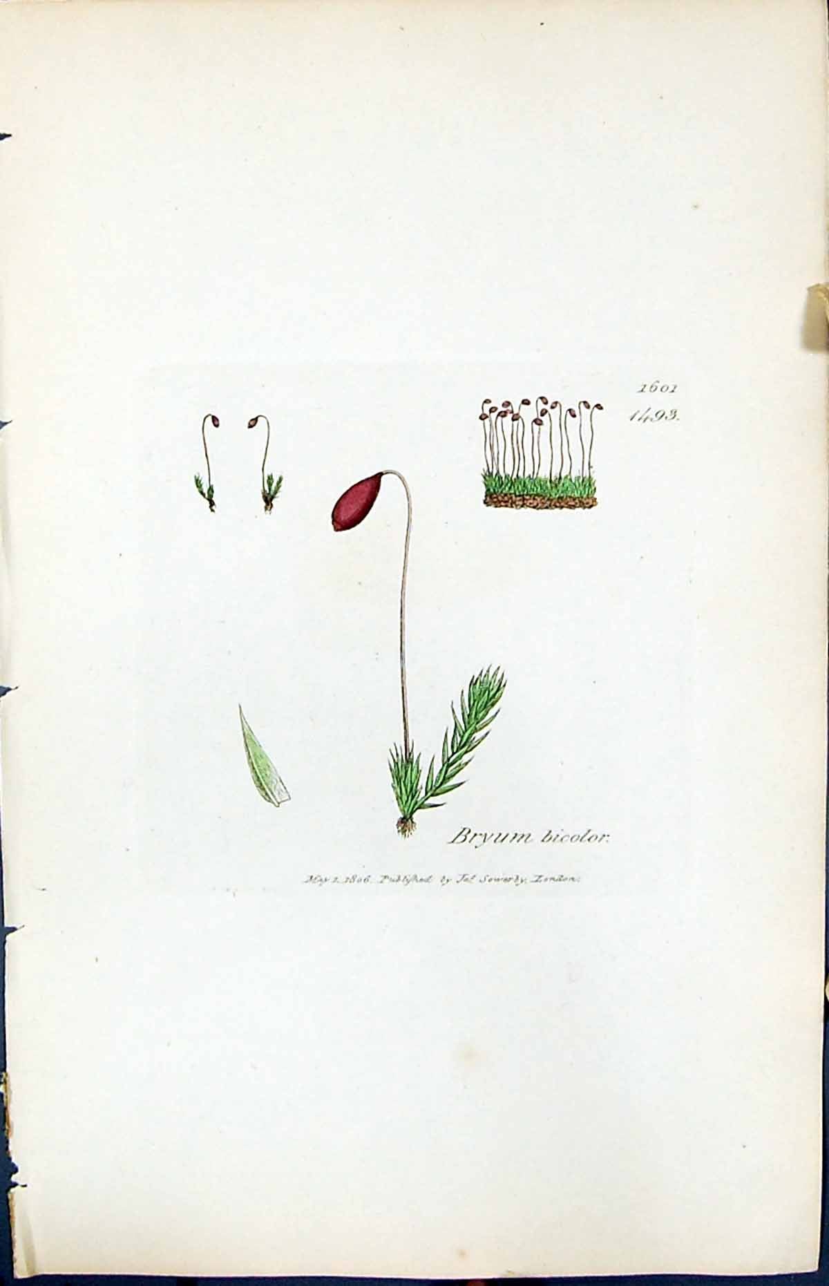 Antique Print Bryum Bicolor British Plants Botany 1847 Sowerby Smith Colour