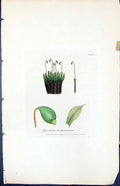 Antique Old Print Bryum Turbinatum British Plants Botany 1847 Sowerby Smith