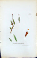 Antique Old Print Bryum Interruptum British Plants Botany 1847 Sowerby Smith