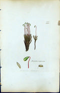 Antique Old Print Bryum Nigricans British Plants Botany 1847 Sowerby Smith 19th