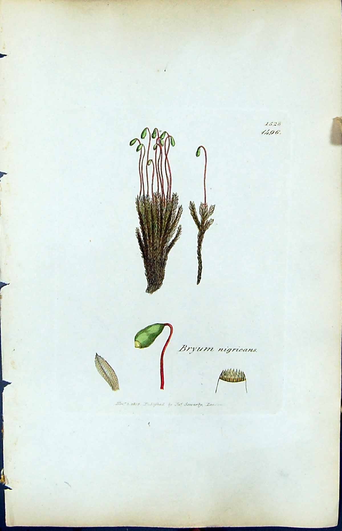 Antique Old Print Bryum Nigricans British Plants Botany 1847 Sowerby Smith 19th
