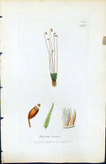 Antique Print Bryum Nutans British Plants Botany 1847 Sowerby Smith Colour 19th