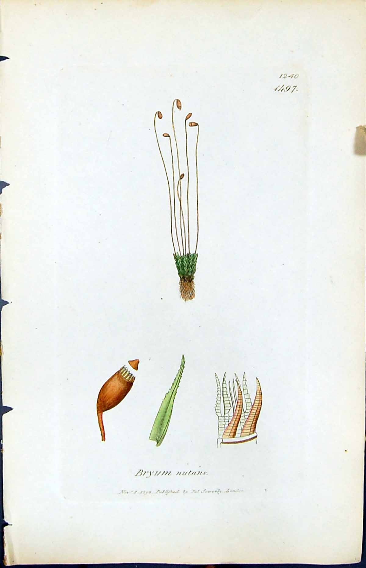 Antique Print Bryum Nutans British Plants Botany 1847 Sowerby Smith Colour 19th