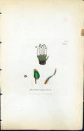 Antique Old Print Bryum Compactum British Plants Botany 1847 Sowerby Smith 19th
