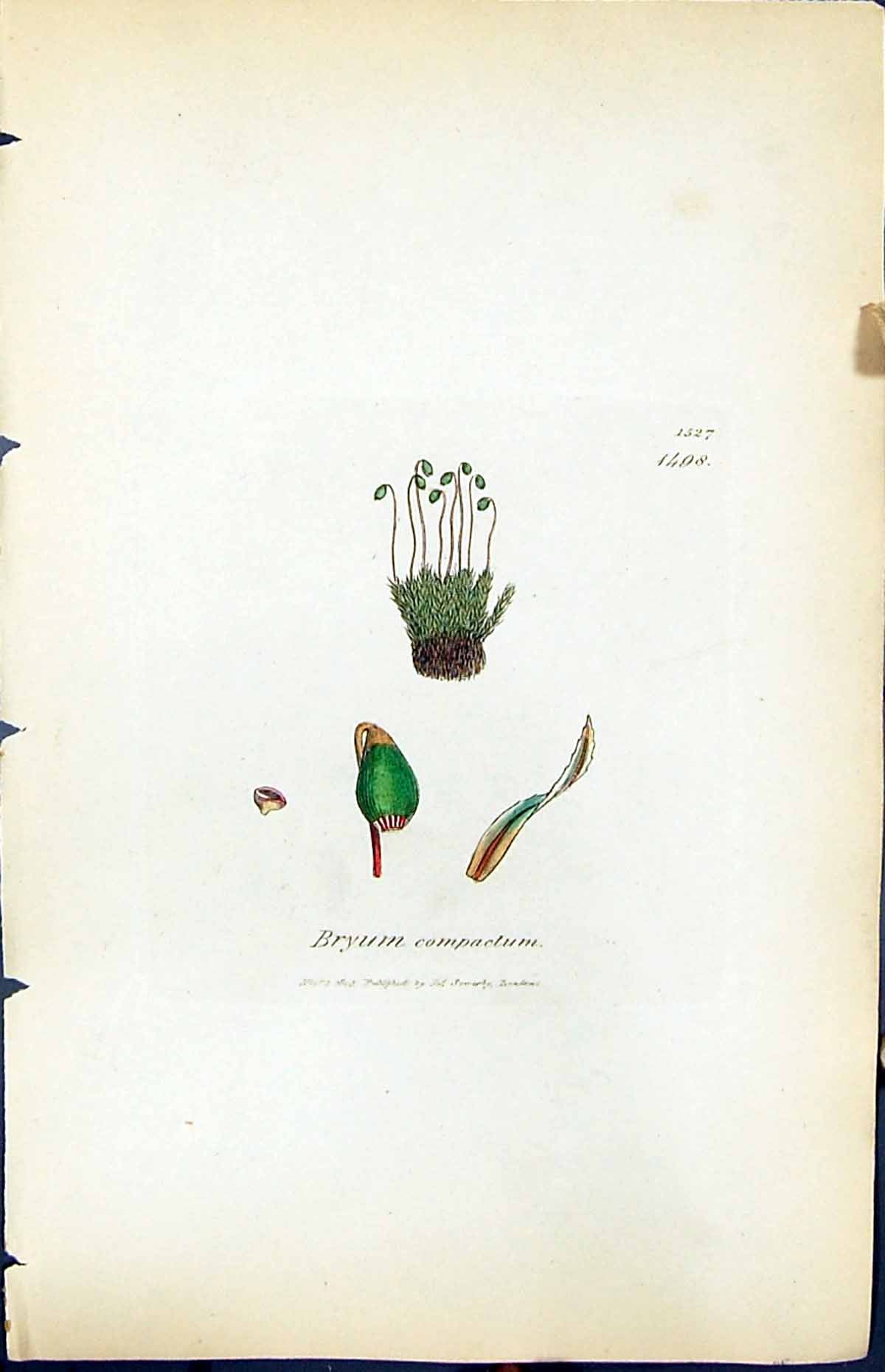 Antique Old Print Bryum Compactum British Plants Botany 1847 Sowerby Smith 19th
