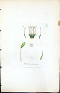 Antique Old Print Bryum Elongatum British Plants Botany 1847 Sowerby Smith 19th
