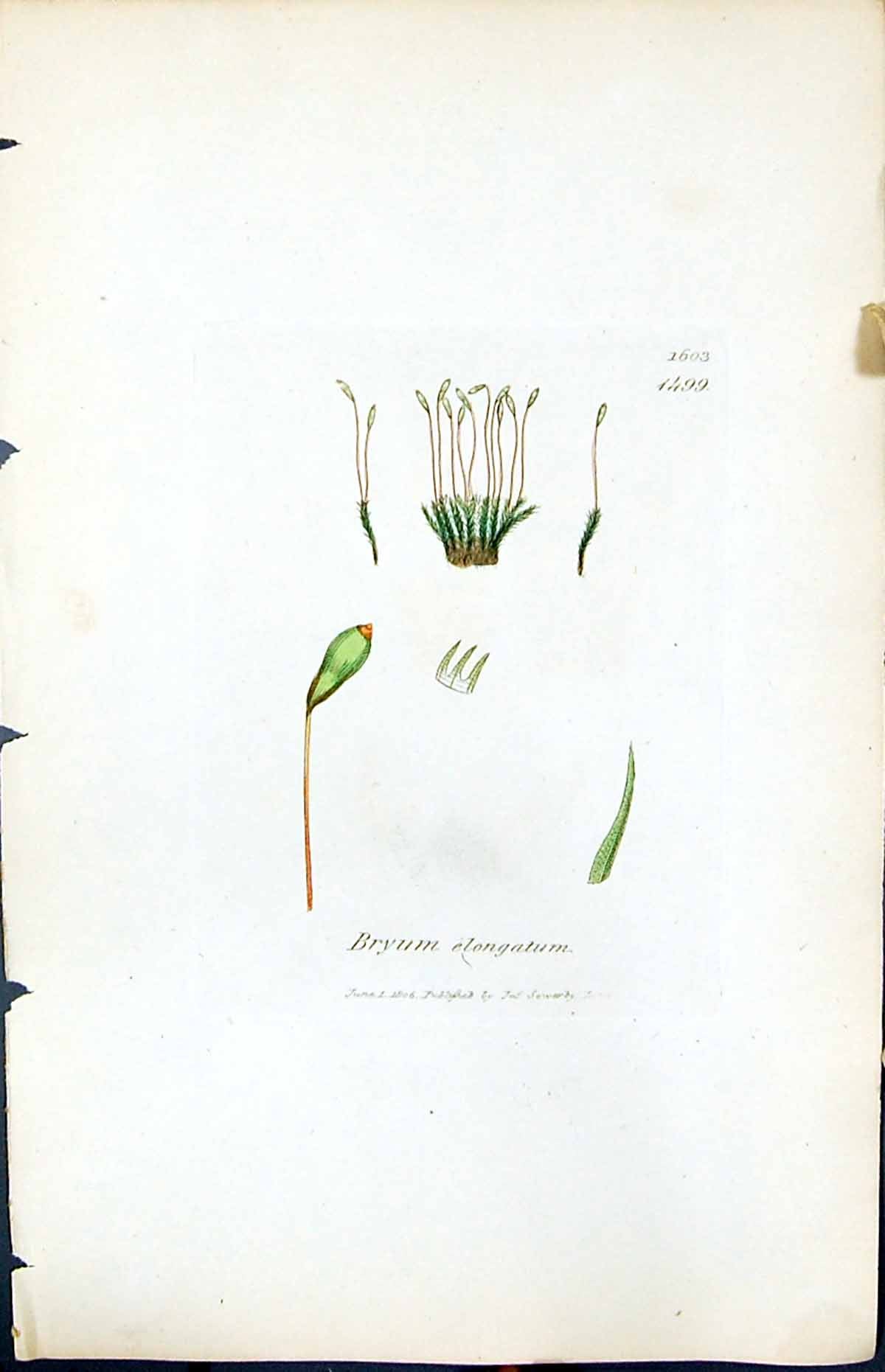 Antique Old Print Bryum Elongatum British Plants Botany 1847 Sowerby Smith 19th