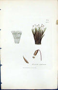 Antique Print Bryum Alpinum British Plants Botany 1847 Sowerby Smith Colour