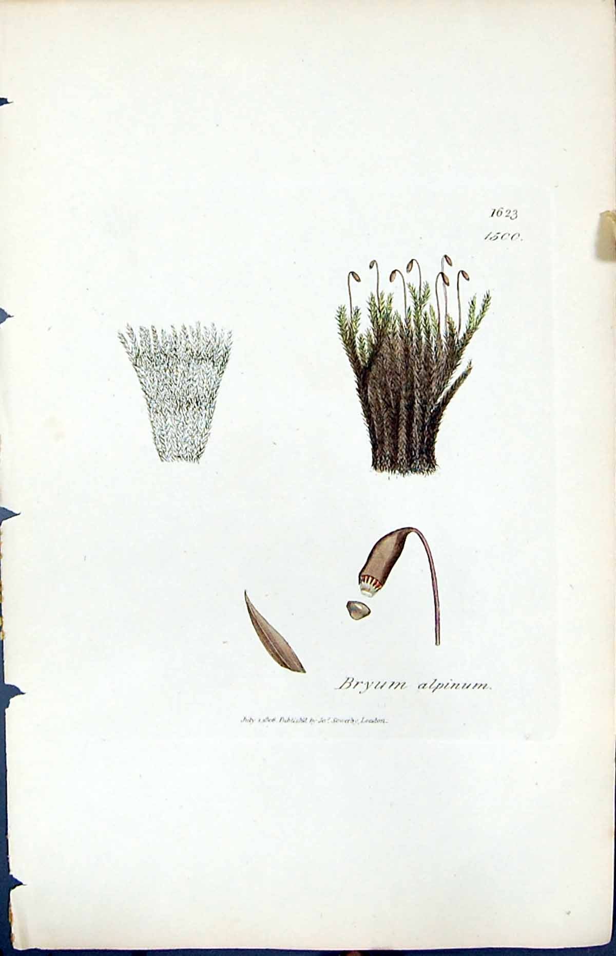 Antique Print Bryum Alpinum British Plants Botany 1847 Sowerby Smith Colour