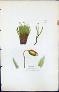 Antique Old Print Bryum Ventricosum British Plants Botany 1847 Sowerby Smith