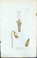 Old Print Bryum Cubitale British Plants Botany 1847 Sowerby Smith Colour 19th