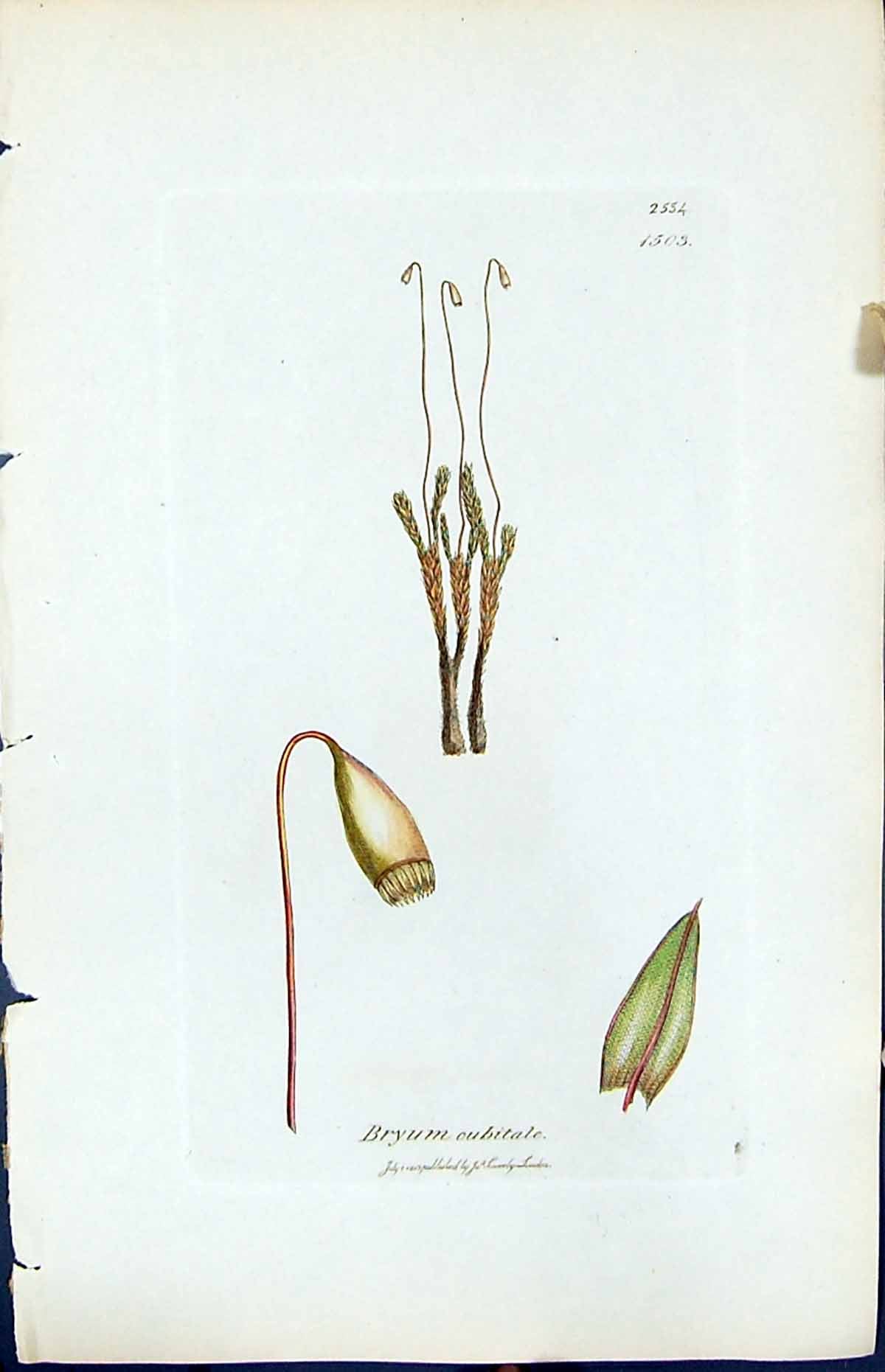 Old Print Bryum Cubitale British Plants Botany 1847 Sowerby Smith Colour 19th