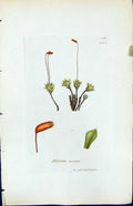Antique Print Bryum Roseum British Plants Botany 1847 Sowerby Smith Colour 19th