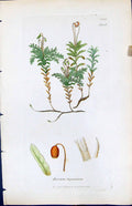 Antique Old Print Bryum Ligulatum British Plants Botany 1847 Sowerby Smith 19th