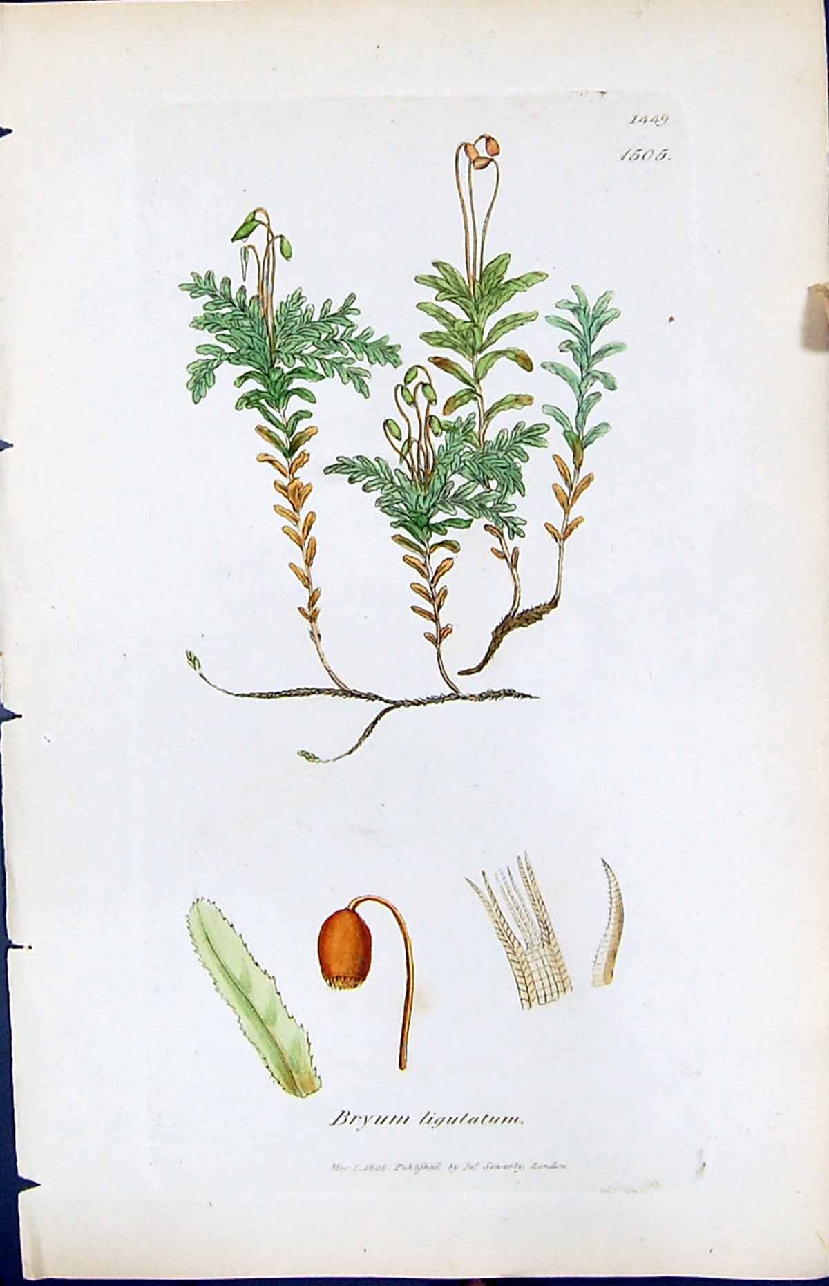 Antique Old Print Bryum Ligulatum British Plants Botany 1847 Sowerby Smith 19th