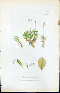 Antique Old Print Bryum Punctatum British Plants Botany 1847 Sowerby Smith 19th