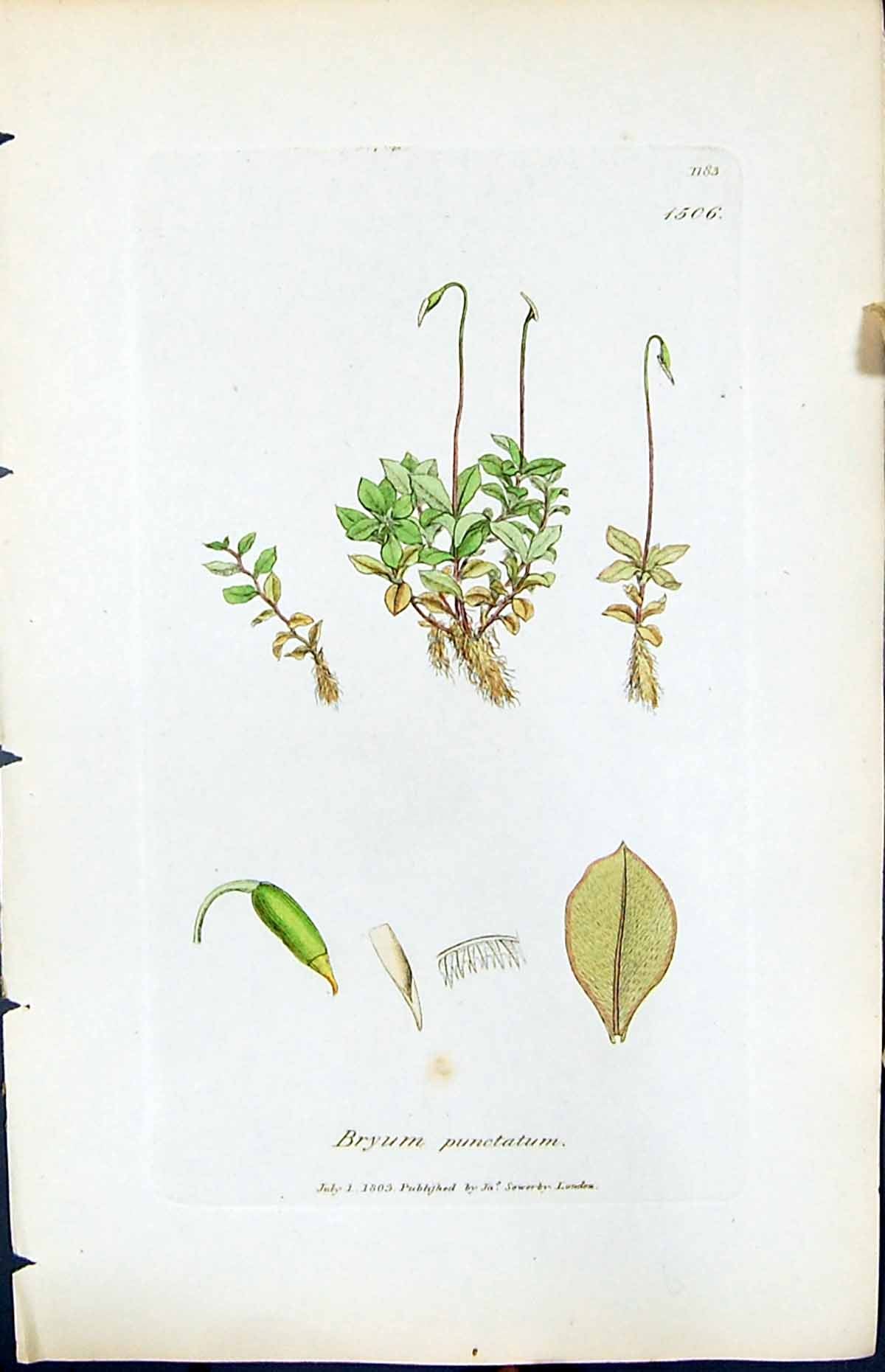 Antique Old Print Bryum Punctatum British Plants Botany 1847 Sowerby Smith 19th