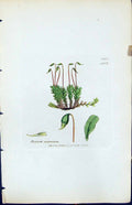 Antique Old Print Bryum Rostratum British Plants Botany 1847 Sowerby Smith 19th