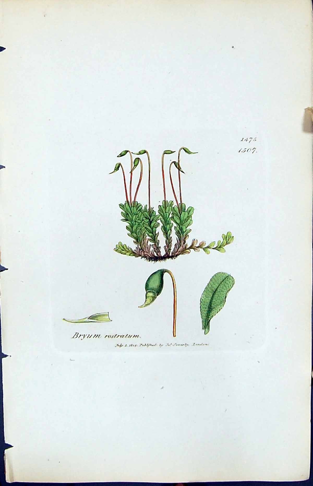 Antique Old Print Bryum Rostratum British Plants Botany 1847 Sowerby Smith 19th