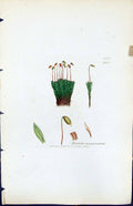 Antique Old Print Bryum Marginatum British Plants Botany 1847 Sowerby Smith
