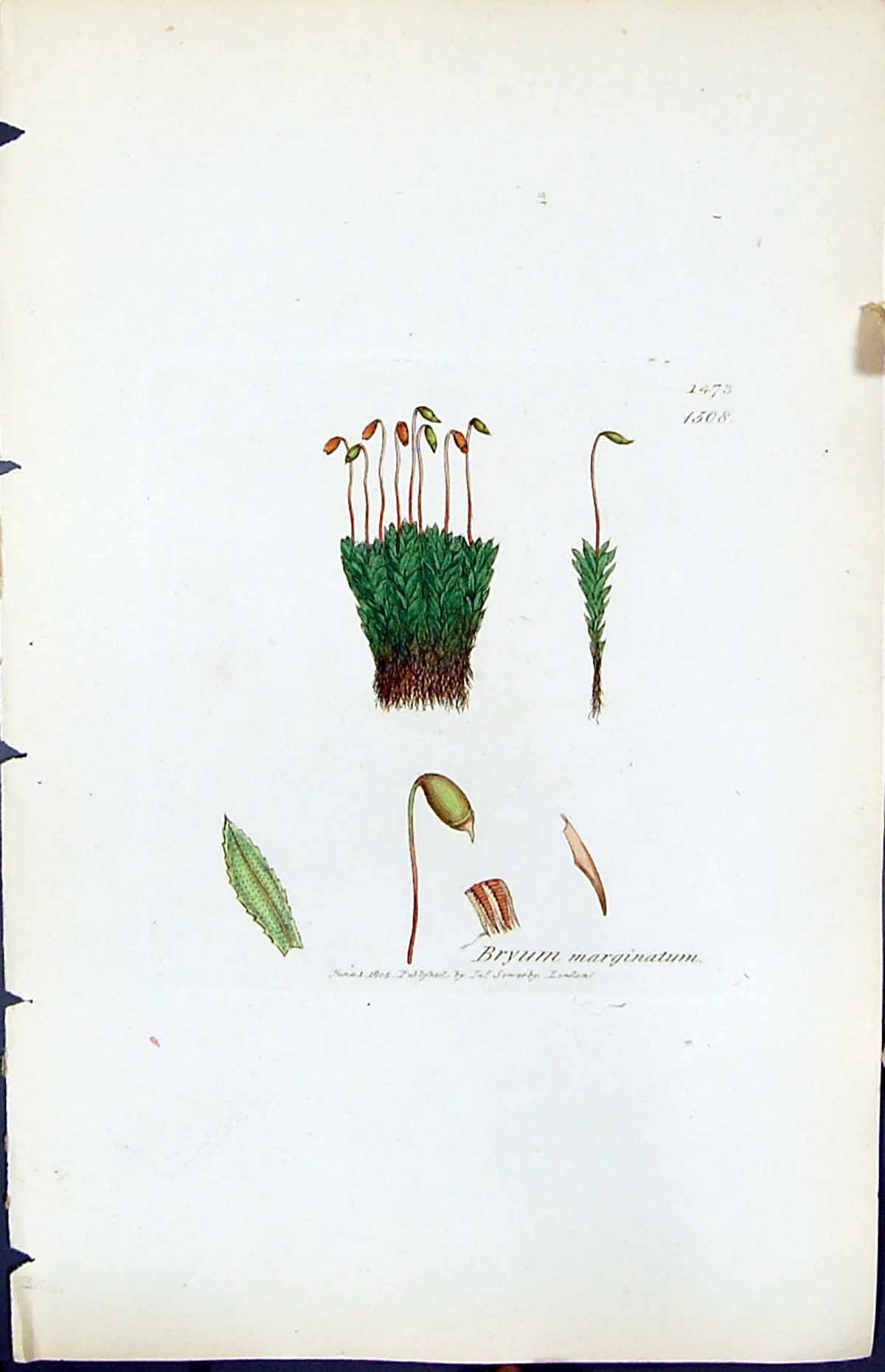 Antique Old Print Bryum Marginatum British Plants Botany 1847 Sowerby Smith