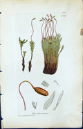 Antique Print Bryum Hornum British Plants Botany 1847 Sowerby Smith Colour 19th