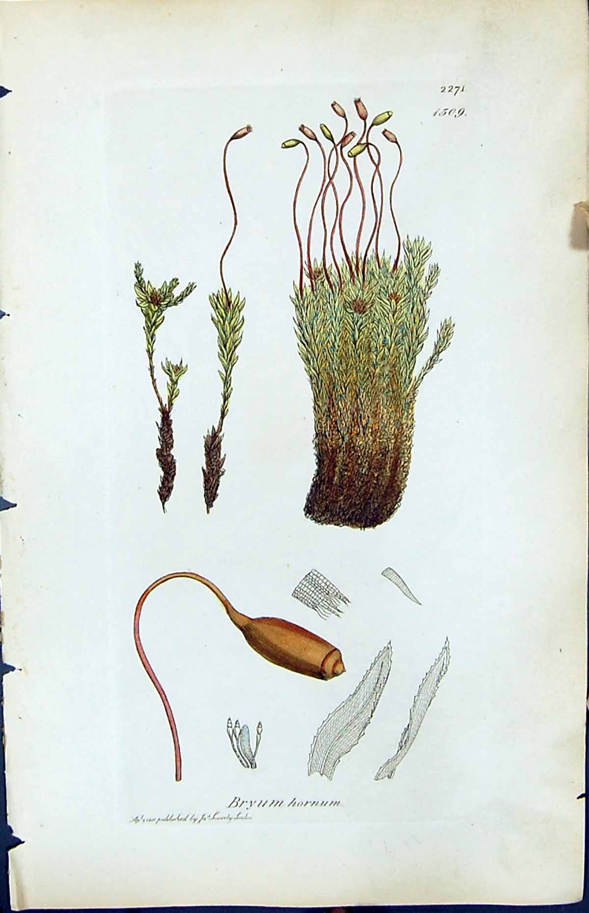Antique Print Bryum Hornum British Plants Botany 1847 Sowerby Smith Colour 19th