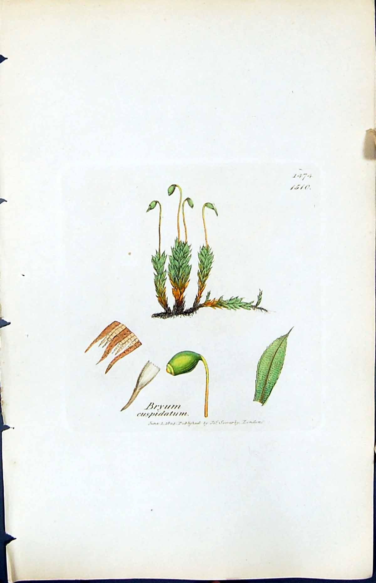 Antique Old Print Bryum Cuspidatum British Plants Botany 1847 Sowerby Smith