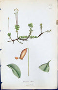 Antique Print Bryum Affine British Plants Botany 1847 Sowerby Smith Colour 19th