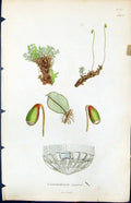 Antique Old Print Cinclidium Stygium British Plants Botany 1847 Sowerby Smith