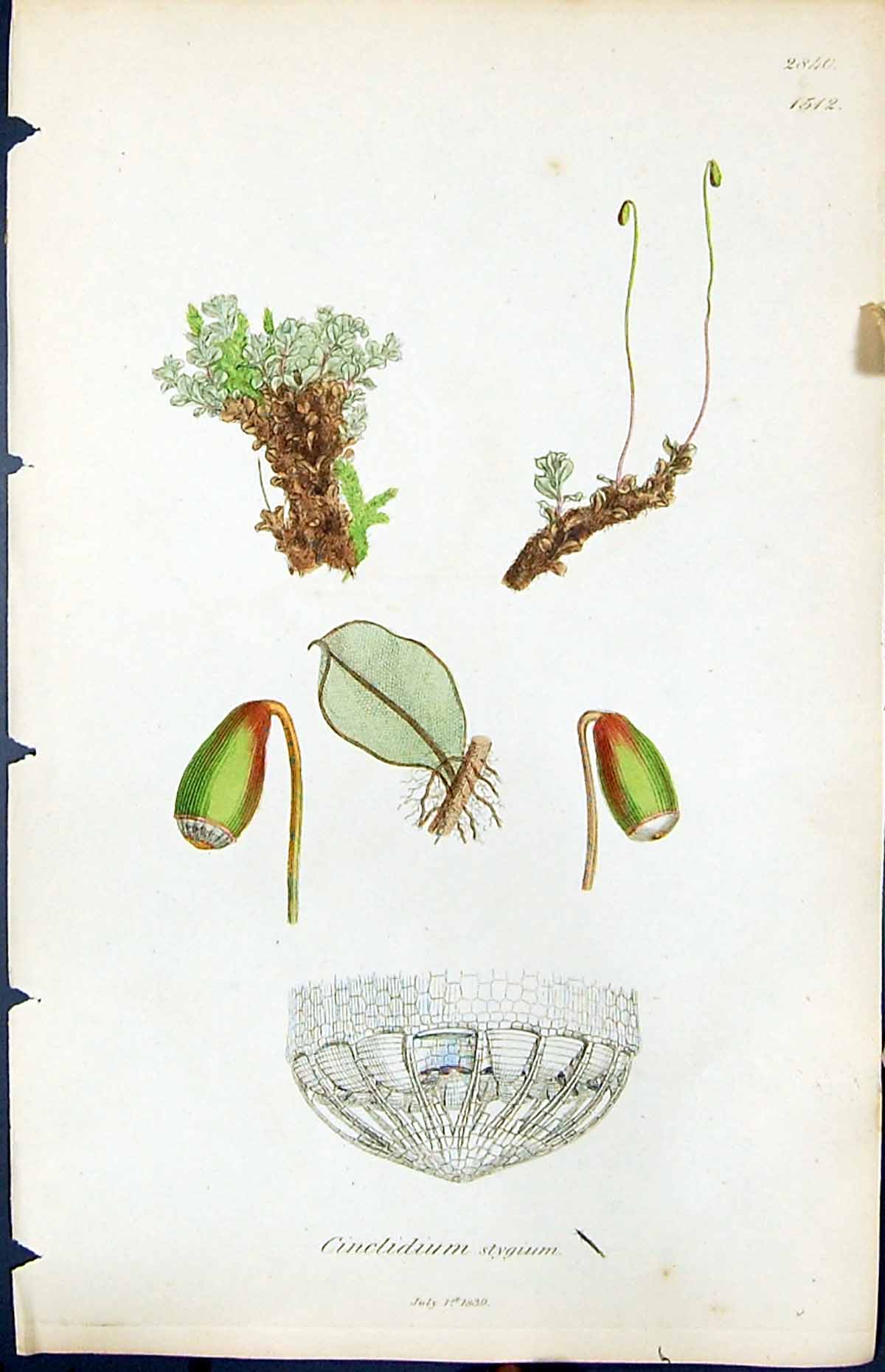 Antique Old Print Cinclidium Stygium British Plants Botany 1847 Sowerby Smith