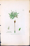 Old Print Hypnum Trichomanoides British Plants Botany 1847 Sowerby Smith 19th
