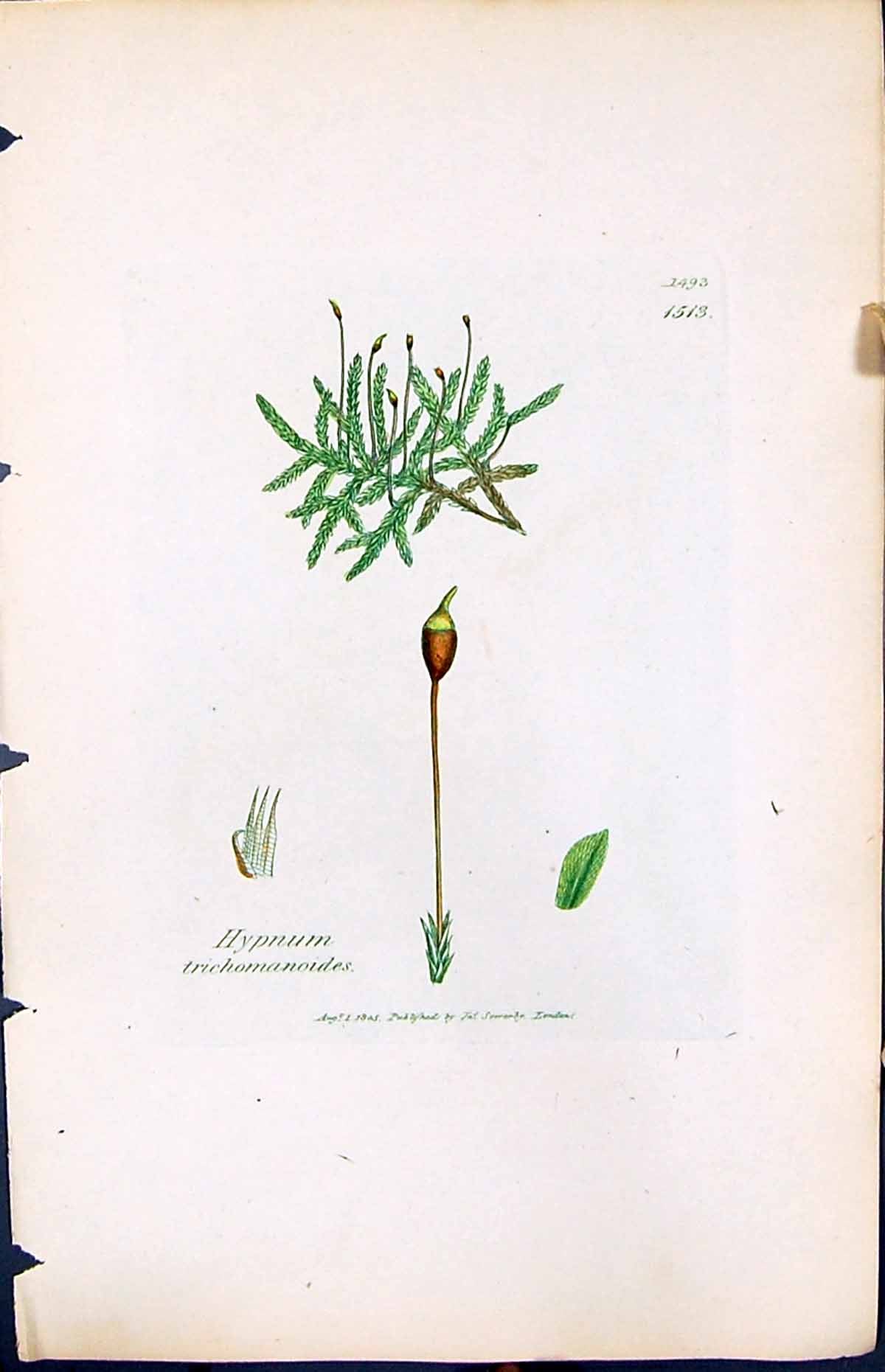 Old Print Hypnum Trichomanoides British Plants Botany 1847 Sowerby Smith 19th