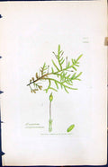 Antique Old Print Hypnum Complanatum British Plants Botany 1847 Sowerby Smith