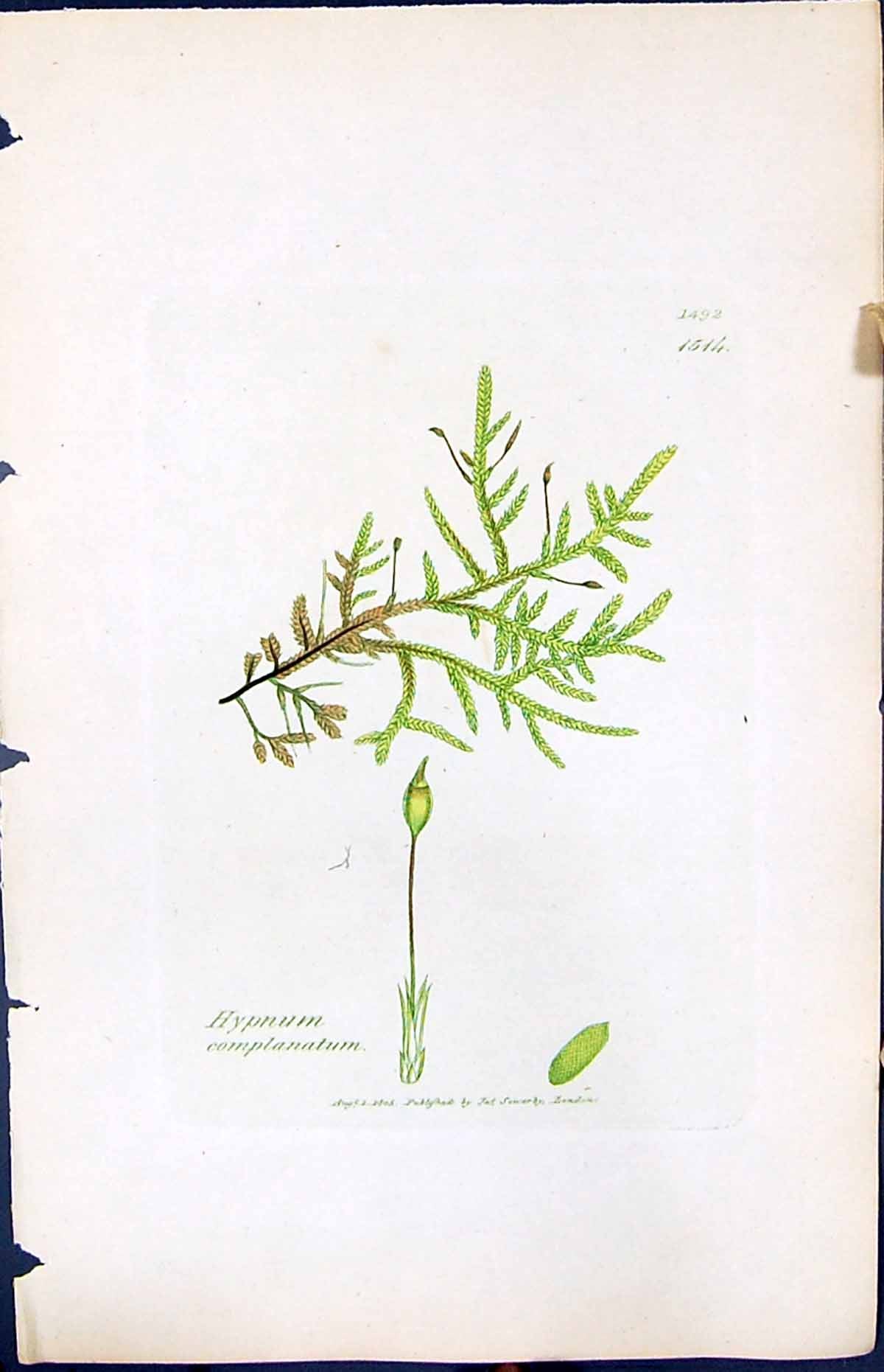 Antique Old Print Hypnum Complanatum British Plants Botany 1847 Sowerby Smith
