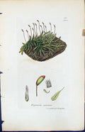 Antique Old Print Hypnum Riparium British Plants Botany 1847 Sowerby Smith 19th