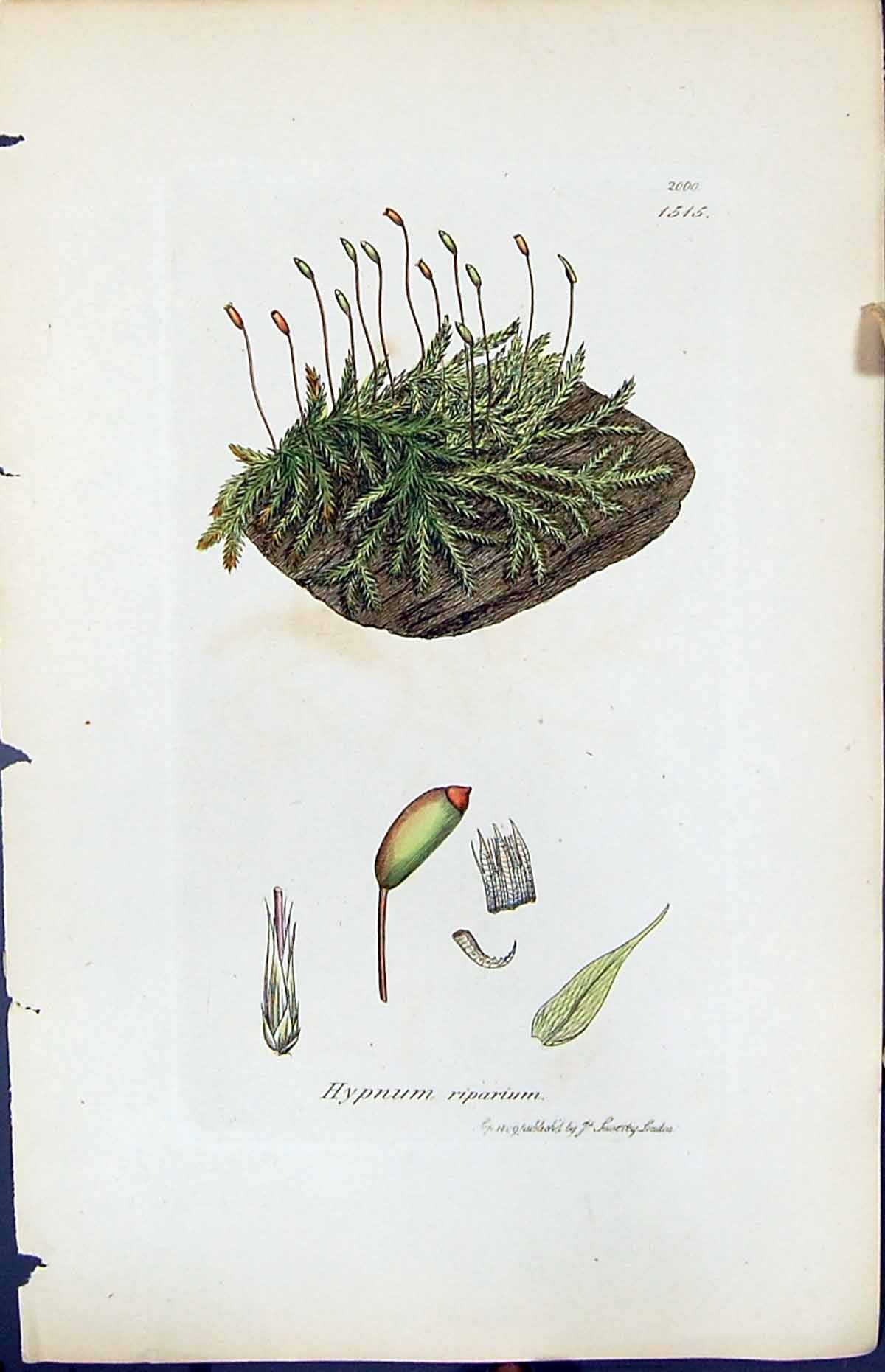 Antique Old Print Hypnum Riparium British Plants Botany 1847 Sowerby Smith 19th