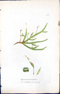 Antique Old Print Hypnum Undulatum British Plants Botany 1847 Sowerby Smith