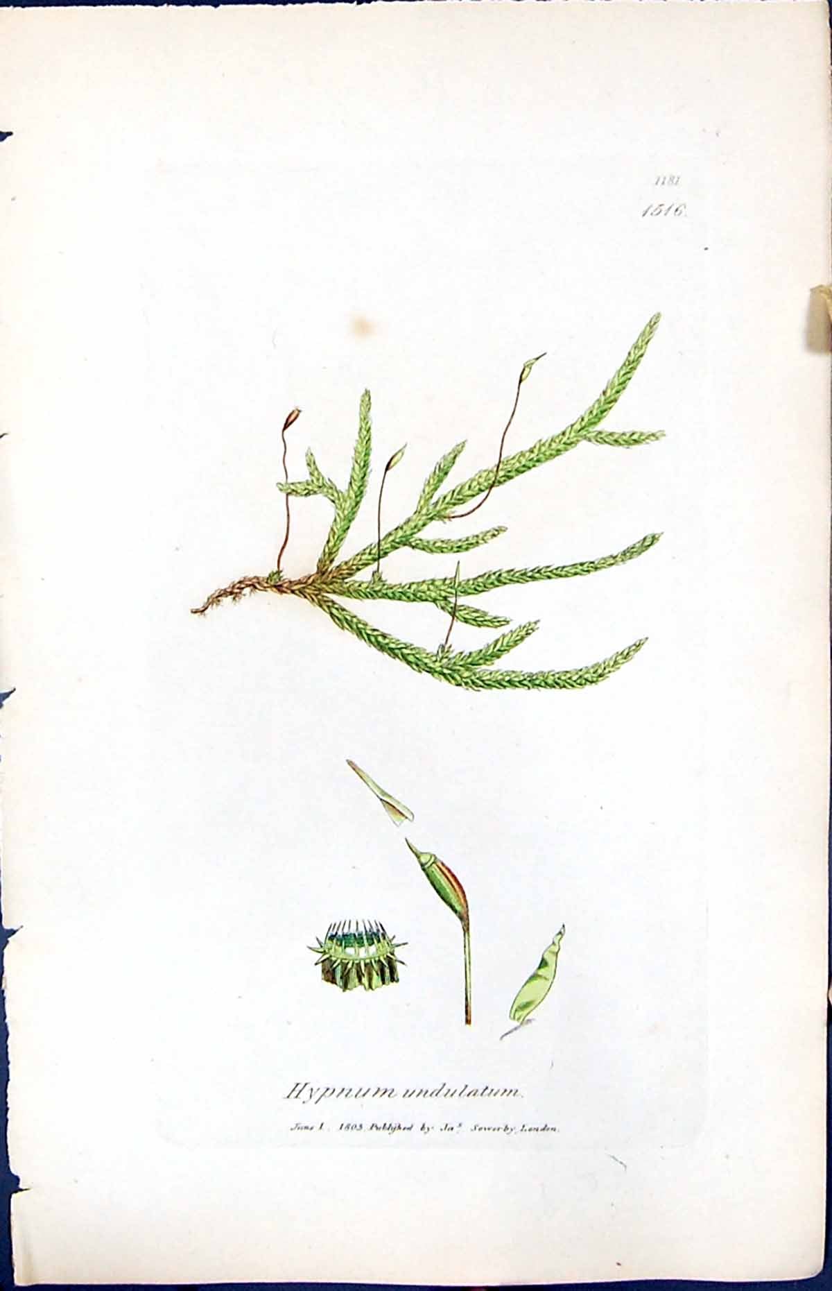 Antique Old Print Hypnum Undulatum British Plants Botany 1847 Sowerby Smith
