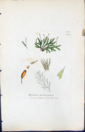 Antique Print Hypnum Denticulatum British Plants Botany 1847 Sowerby Smith 19th