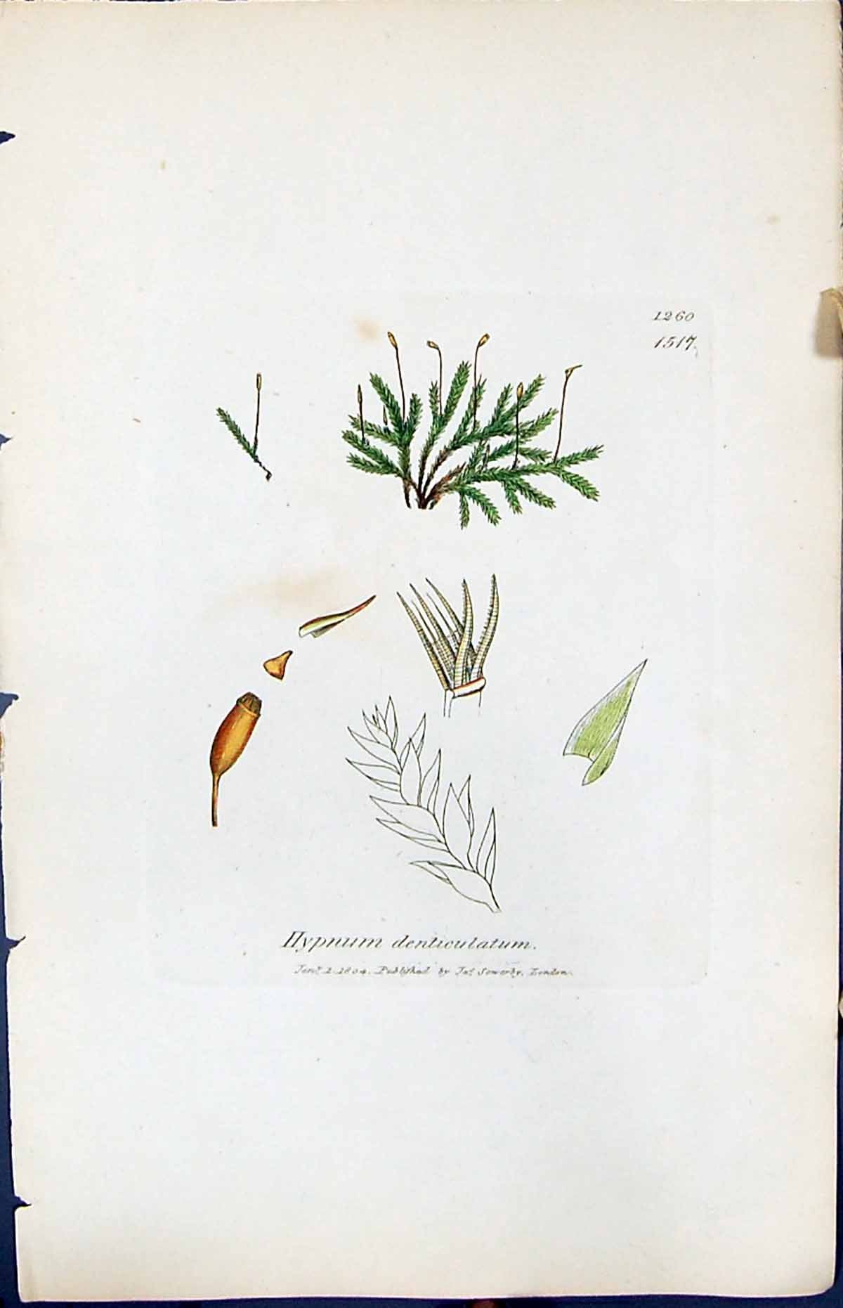 Antique Print Hypnum Denticulatum British Plants Botany 1847 Sowerby Smith 19th