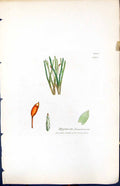 Antique Old Print Hypnum Donianum British Plants Botany 1847 Sowerby Smith 19th