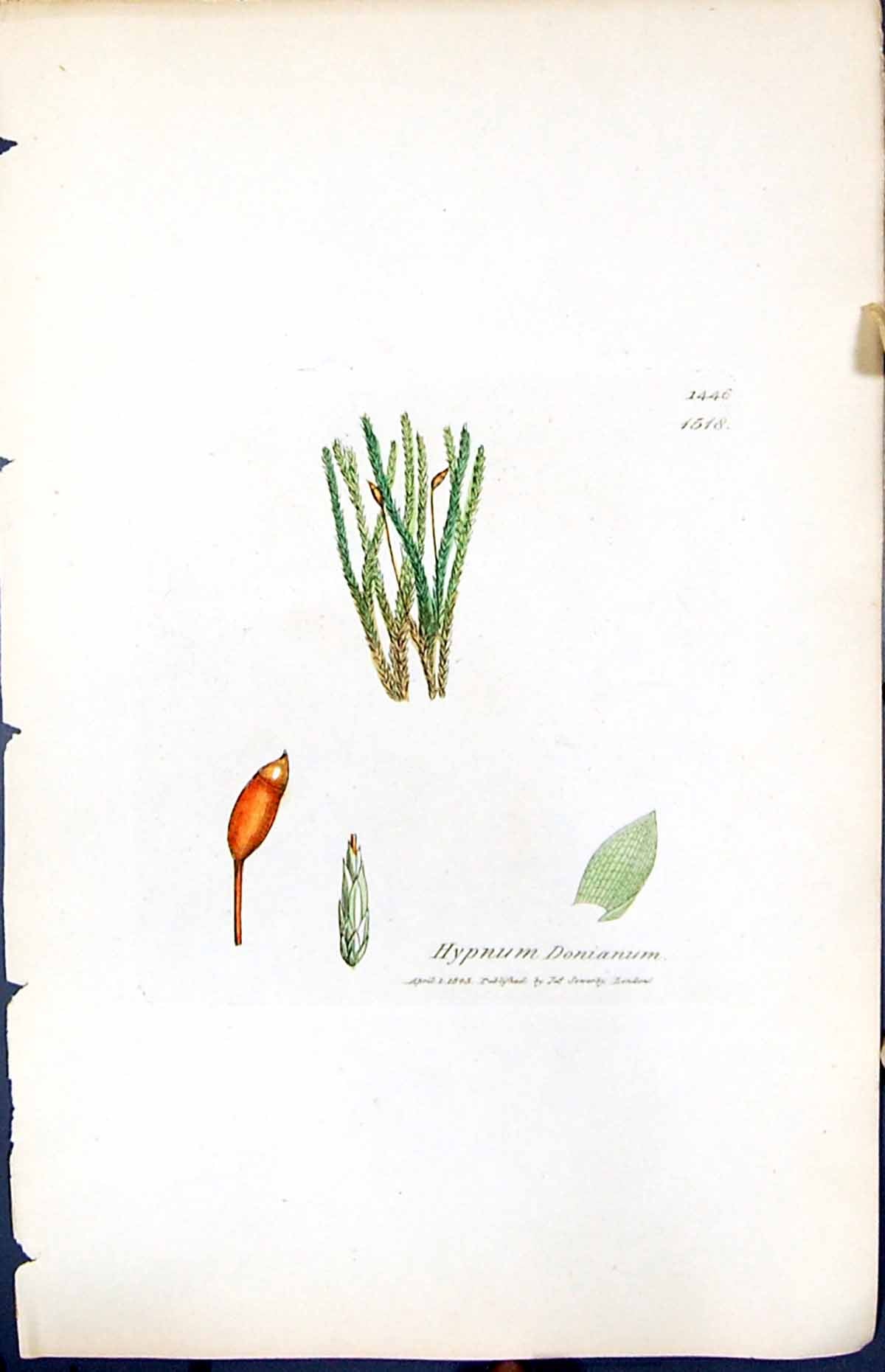 Antique Old Print Hypnum Donianum British Plants Botany 1847 Sowerby Smith 19th