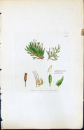 Antique Print Hypnum Medium British Plants Botany 1847 Sowerby Smith Colour